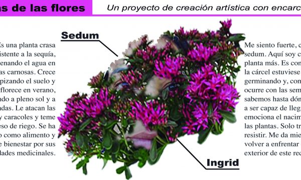01 sedum ingrid