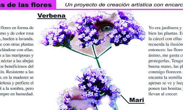 03 verbena mari